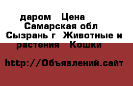 даром › Цена ­ 10 - Самарская обл., Сызрань г. Животные и растения » Кошки   